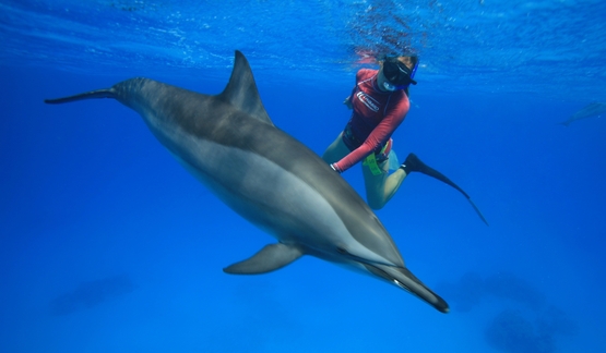 SNORKELING IN DOLPHIN HOUSE